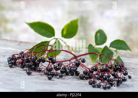 black elderberry. Common names: elder, black elder, European elder, elderberry black elderberry in old xhite painted wooden board Stock Photo