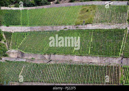 Rows of vines growing on the hillside along the banks of the river Rhine Stock Photo