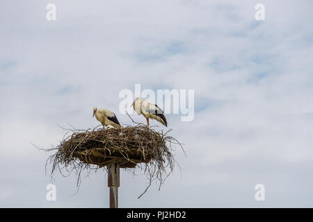 Two adult storks standing in their nest Stock Photo