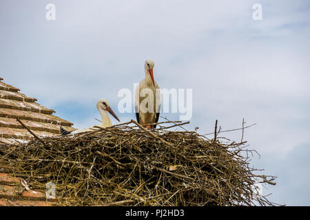 Huge stork nest with two animals on house roof Stock Photo