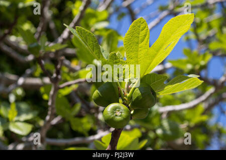 Twig of the fig tree in the early spring. Small figs and young leaves in the sunshine. Island Krk, Croatia. Stock Photo
