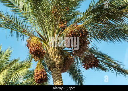 branches of date palms under blue sky Stock Photo