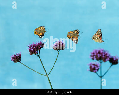 Painted Lady Butterfly Cynthia cardui in flight sequence Stock Photo