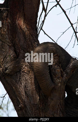 A relaxing elephant rests his trunk on the textured bark of an acacia tree-trunk. Stock Photo