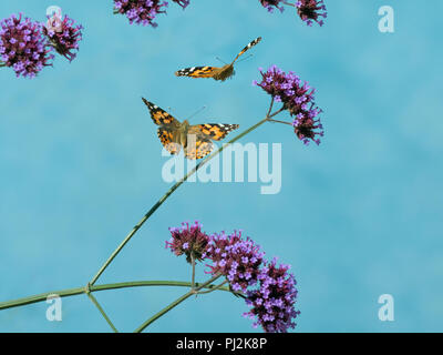 Painted Lady Butterfly Cynthia cardui in flight sequence Stock Photo