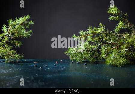 Juniper branch with berries on a black background. Copy space for your text. Stock Photo