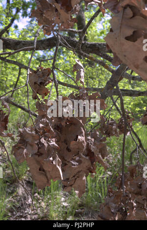 cluster of oak foliage. dried and warped brown bunches, hanging down from thin mossy branch Stock Photo