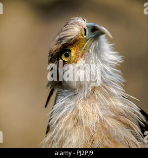 Portrait of a secretary bird, the bird looks up curiously. Stock Photo