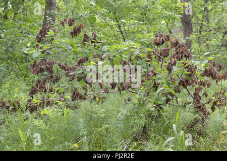 young broken aspen, on one part of the tree leaves wilted and became brown, and on surviving trunk they are still verdant and full of life Stock Photo