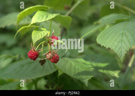 red raspberry in wild nature. Raceme of ripe and ripening berries of the shrub in forest; closeup Stock Photo