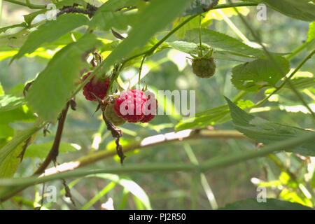 Red raspberry fruits, juicy ripe and green on the same thin branch, hanging down. delicies of forest Stock Photo