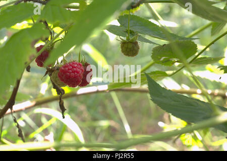 wild raspberry red well known berries, still green and already ripe on one stem Stock Photo