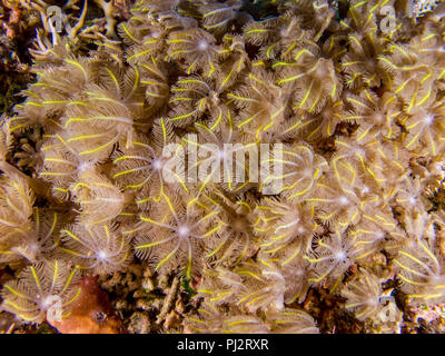 detail, Clavularia sp., glove polyps, star polyps, Mabul, Sabah, Malaysia Stock Photo