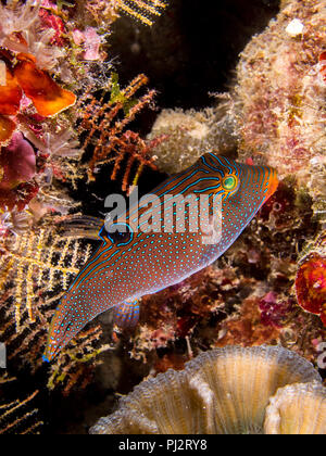 Papuan Toby, Canthigaster papua, Mabul, Sabah, Malaysia