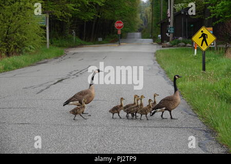 Canada Goose Family Following Traffic Rules While Crossing Road, Indiana Dynes, USA Stock Photo