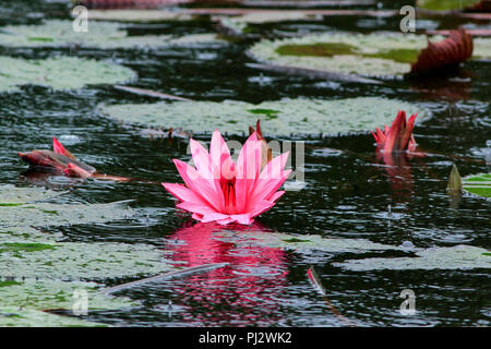 Water lily in a pond at Harbaria Eco Tourism Centre in Sundarbans. Bagerhat, Bangladesh. Stock Photo