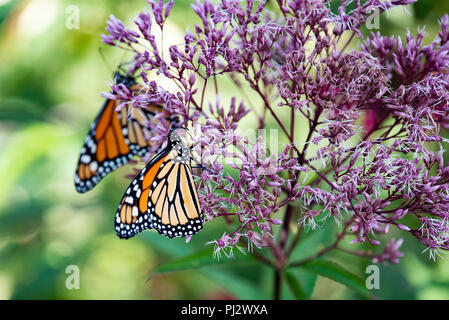 Two colorful monarch butterflies (Danaus plexippus) feeding on pink Joe Pye flowers in the garden in Speculator, New York, NY USA Stock Photo