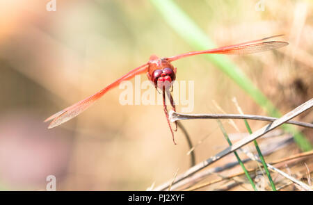 A red dragonfly rests on a dead piece of grass in northern California.