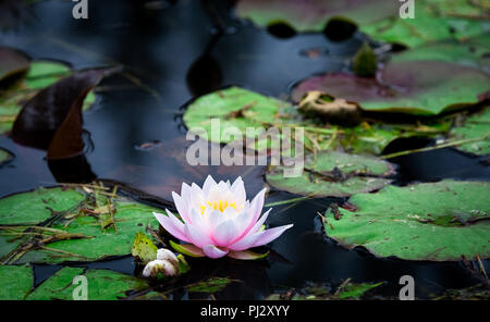 A water lily (family Nymphaeaceae) grows in a dark pond in northern California. Stock Photo