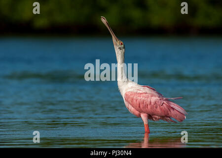 A pink and white roseate spoonbill (Platalea ajaja) stretches its neck while feeding in calm water. Stock Photo