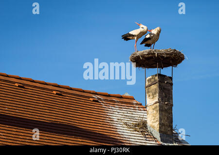 Two white storks, sitting in their nest on a roof in Rust, Burgenland clattering with their heads in the back. Stock Photo