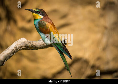 Colorful european bee-eater sitting on a branch. Stock Photo