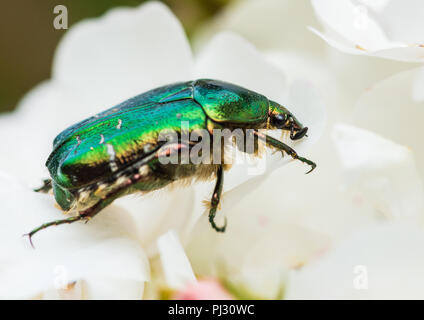 A macro shot of a rose chafer beetle on a white rose. Stock Photo