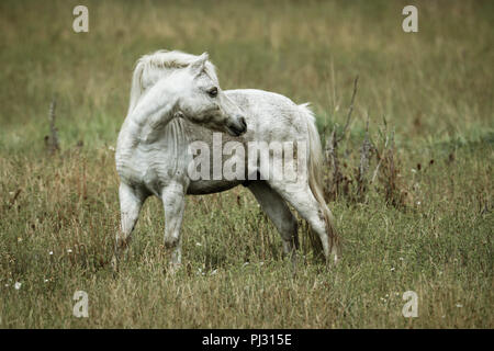 A small white colored horse stands in a field near Hauser, Idaho. Stock Photo