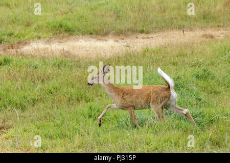 White tailed deer runs in a grassy field near Hauser, Idaho. Stock Photo