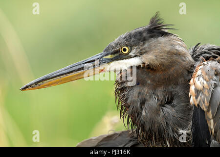 Close up of a great blue heron who looks a little roughed up near Hauser, Idaho.