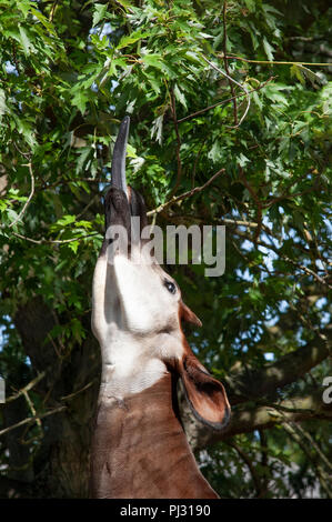 Okapi, Okapia johnstoni, also known as the Forest or Congolese Giraffe or Zebra Giraffe, using tongue to reach leaves, individual held captive, ZSL Stock Photo