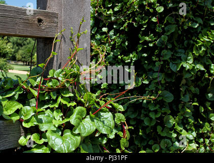 A healthy and prolific vine of red-stemmed Malabar spinach is climbing a wood trellis in Will Rogers Garden in Oklahoma City. Stock Photo