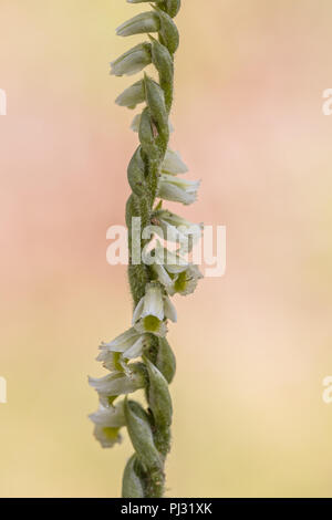 Orchid (Spiranthes spiralis) also known as autumn lady's-tresses with bright colored background Stock Photo
