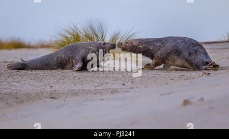 Fighting Grey seal (Halichoerus grypus) males conflict over territory bounderies on beach of Helgoland island, Germany Stock Photo