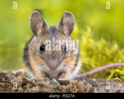 Frontal view close up portrait of Cute Wood mouse (Apodemus sylvaticus) in green moss natural environment and looking in the camera Stock Photo