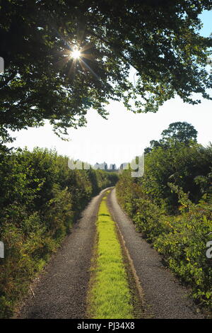 Sun shining through tree on a rural road covered in grass in Somerset Stock Photo
