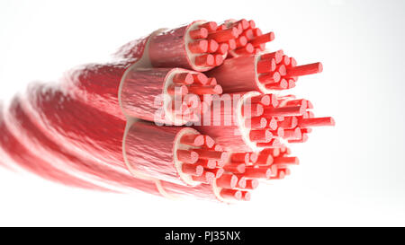 Muscle Type: Skeletal muscle - Cross section through a muscle with visible muscle fibers - 3D Rendering Stock Photo