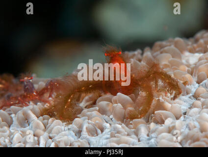 Orang-utan crab ( Achaeus japonicus ) resting on corals of Bali,Indonesia Stock Photo