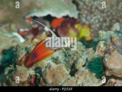 Fire dartfish ( nemateleotris magnifica ) swimming over coral of Bali.close-up Stock Photo