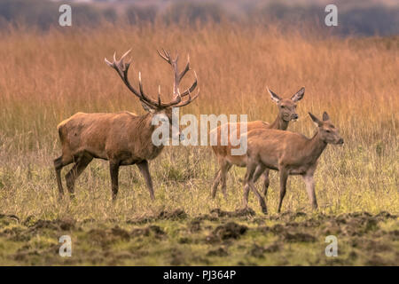 Strong male red deer buck (Cervus elaphus) in grass field with two hinds at sunset Stock Photo