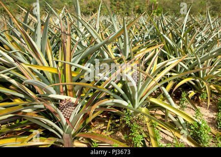 The field  of pineapples  in  northern Thailand Stock Photo