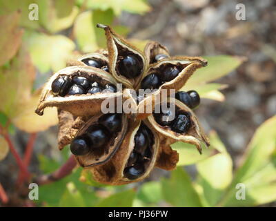 Black Peony Seeds