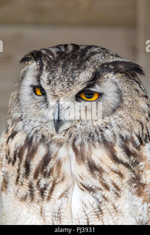 Eurasian Eagle-Owl (Bubo bubo) perched at a falconry centre in the United Kingdom, displaying its striking orange eyes. Stock Photo