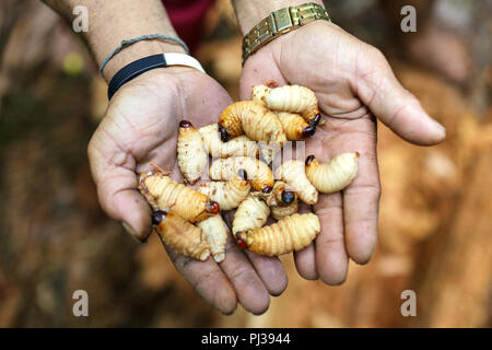 Male hands showing sago worms, larvae from the red palm weevil, Mentawai, Siberut, Sumatra, Indonesia Stock Photo