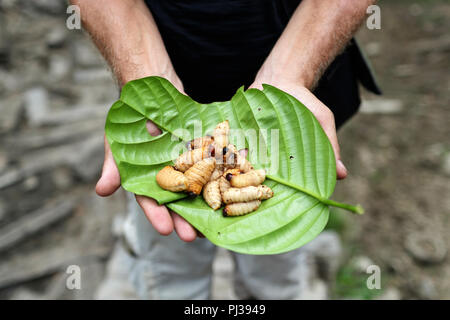 Male hands showing sago worms, larvae from the red palm weevil, on a palm leaf, Mentawai, Siberut, Sumatra, Indonesia Stock Photo