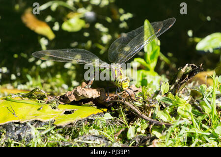 Southern Hawker dragonfly laying eggs at the edge of a pond Stock Photo