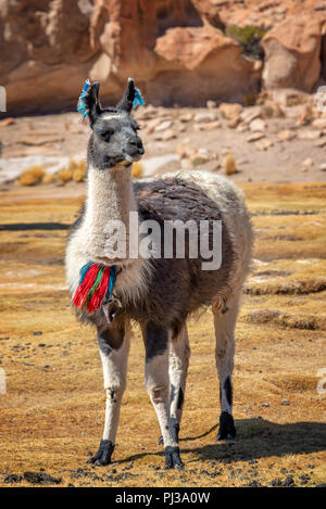 Portrait of a llama looking in Bolivia, South America Stock Photo