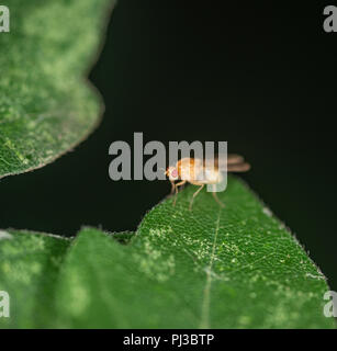 Fruit fly sitting on the edge of a green leaf Stock Photo