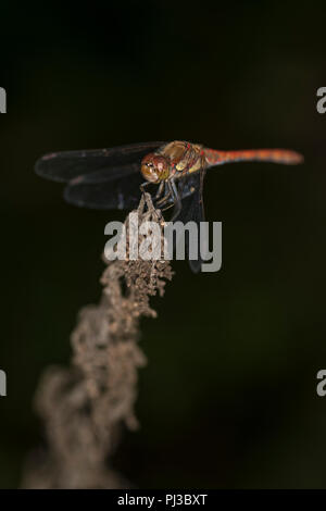 Common dragonfly sitting on the tip of a plant Stock Photo - Alamy