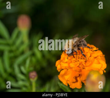 Bumblebee taking nectar from a colorful flower Stock Photo